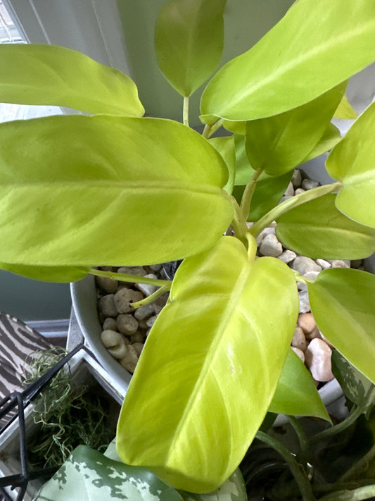 Philodendron 'Lemon Lime'