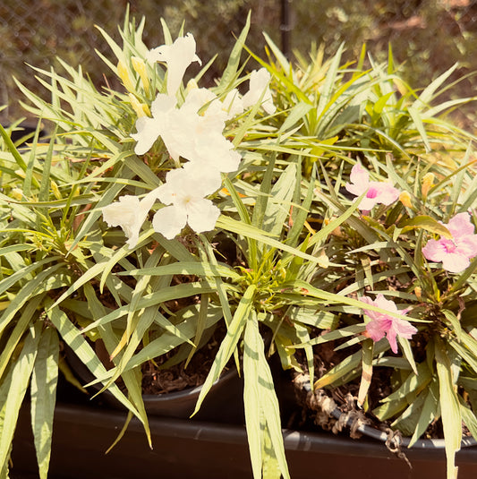 Petunia (Ruellia brittoniana) - Vibrant Perennial Blooms