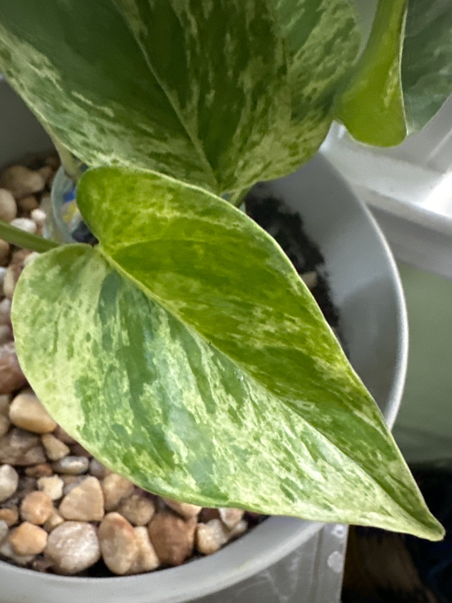 Epipremnum aureum 'Marble Queen'