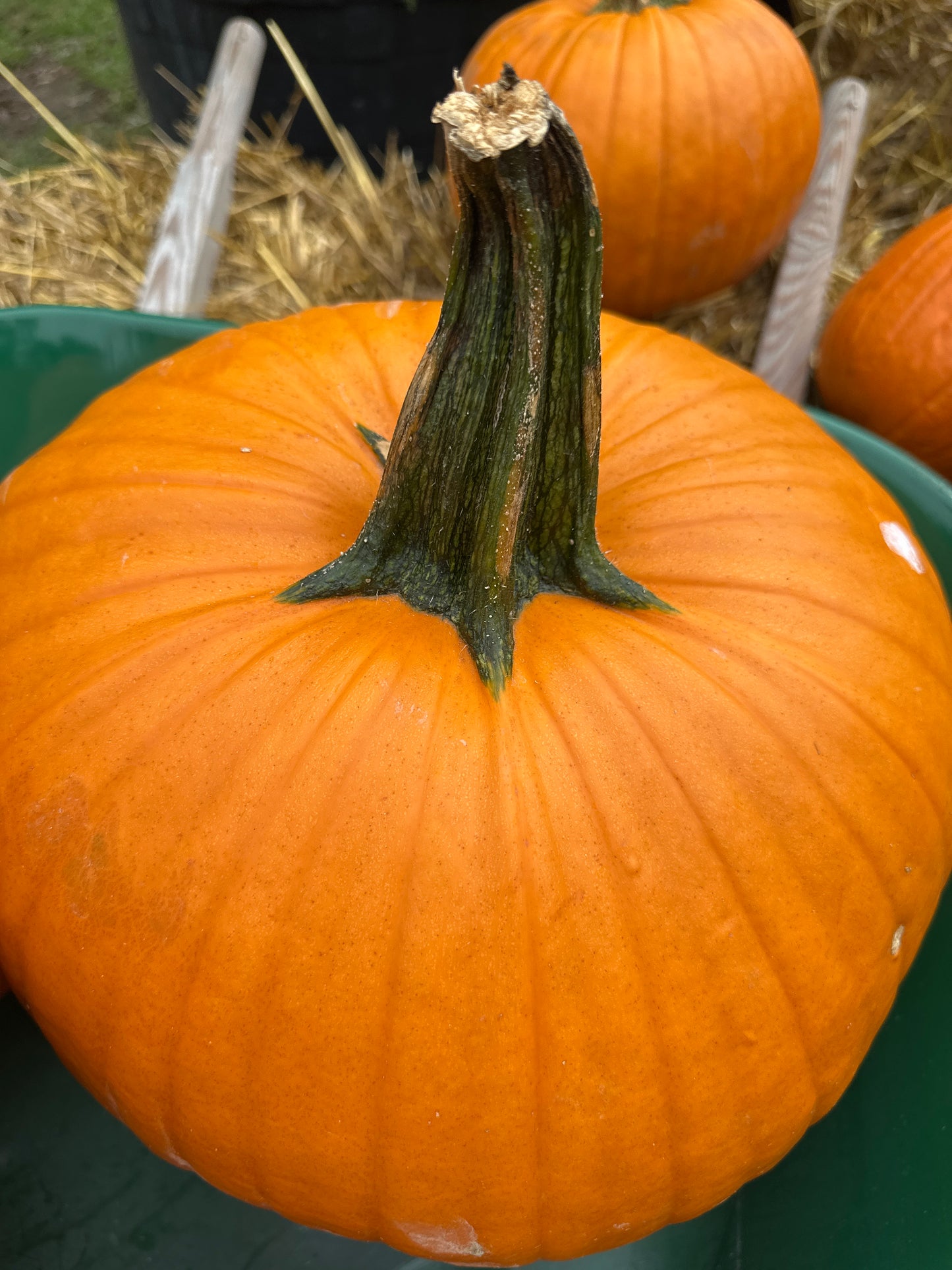 Extra Large Pumpkins