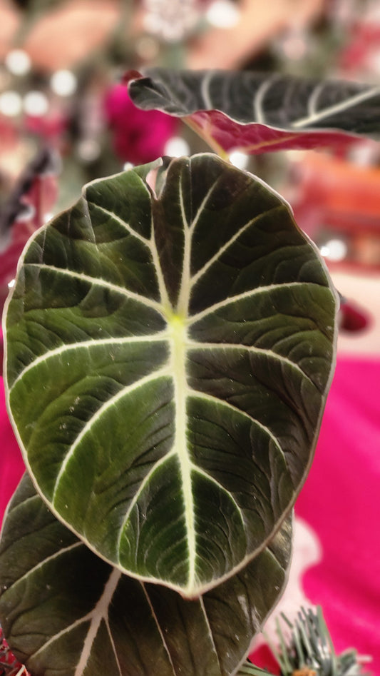 Alocasia Maharani