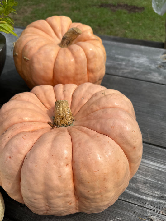 Medium Pumpkins