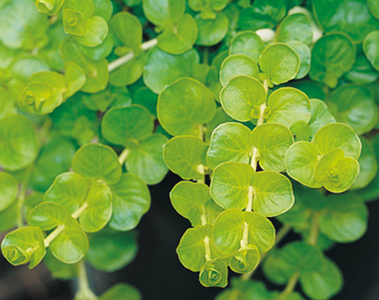 Golden Creeping Jenny