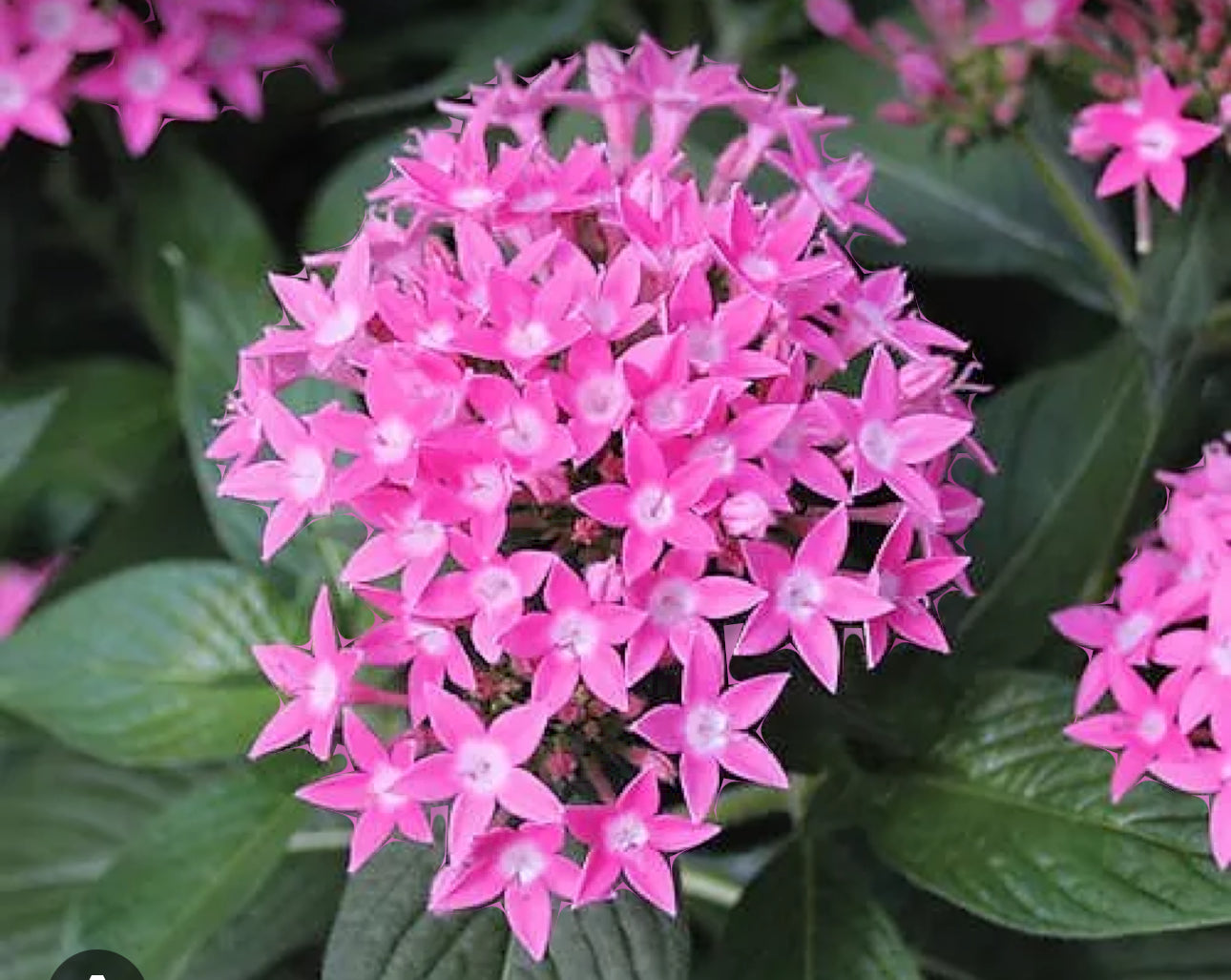 **Pentas 'Star Cluster Pink' - Butterfly Magnet**