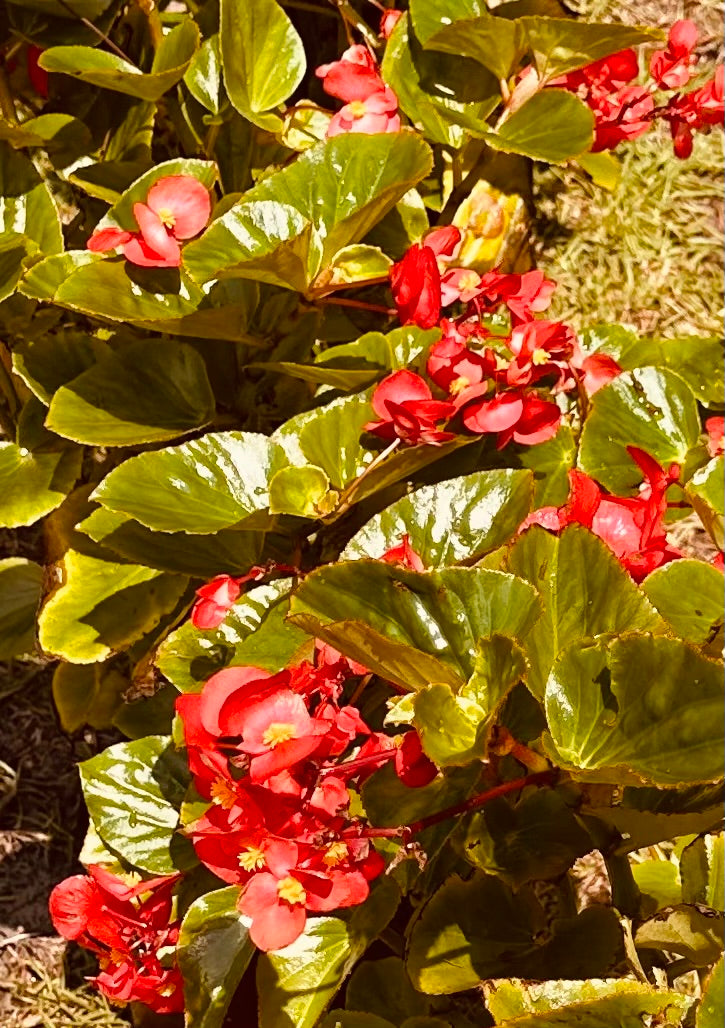 **Begonia 'Dragon Wing Red' - Bold and Beautiful Blooms**