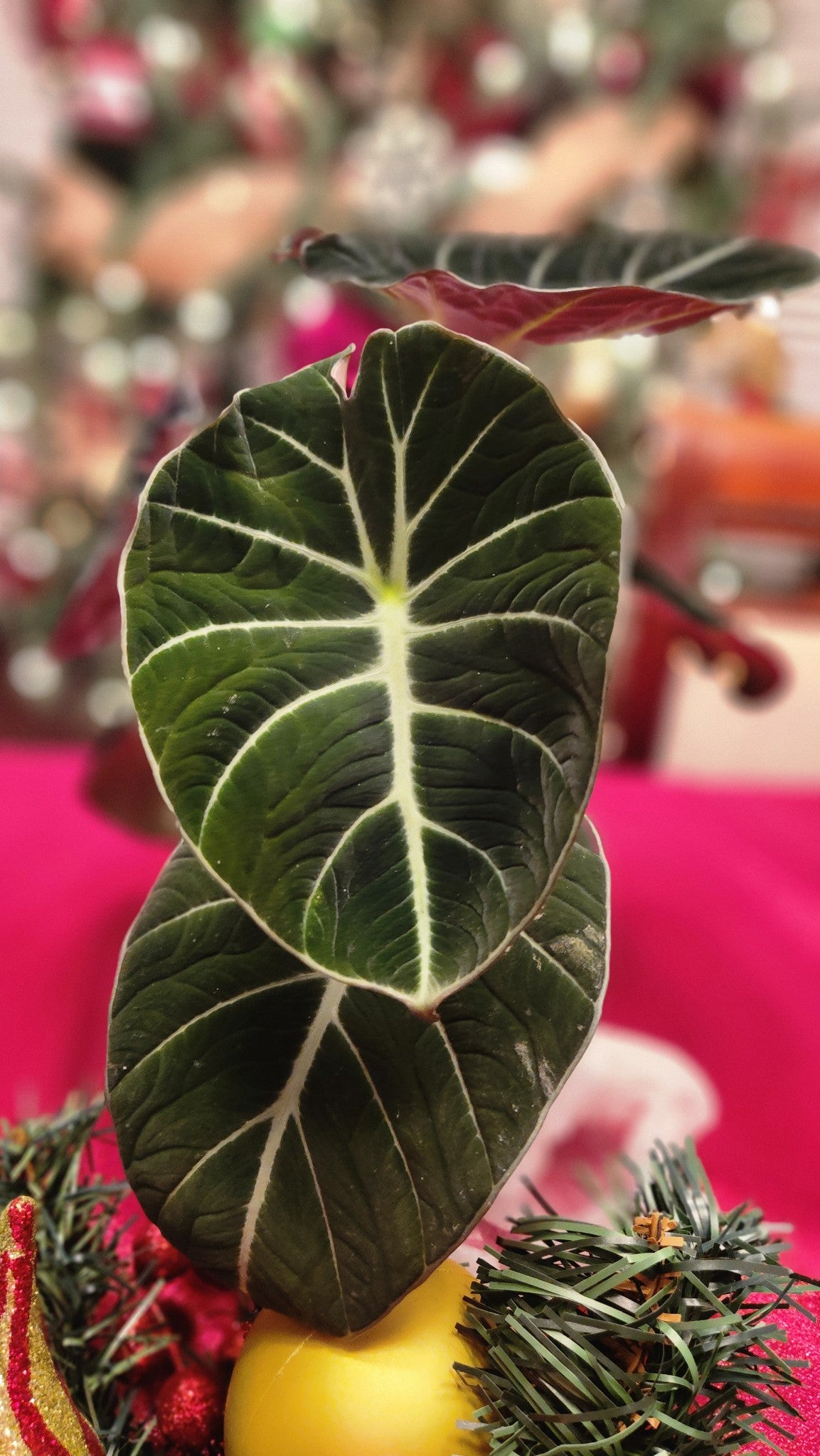 Alocasia Maharani