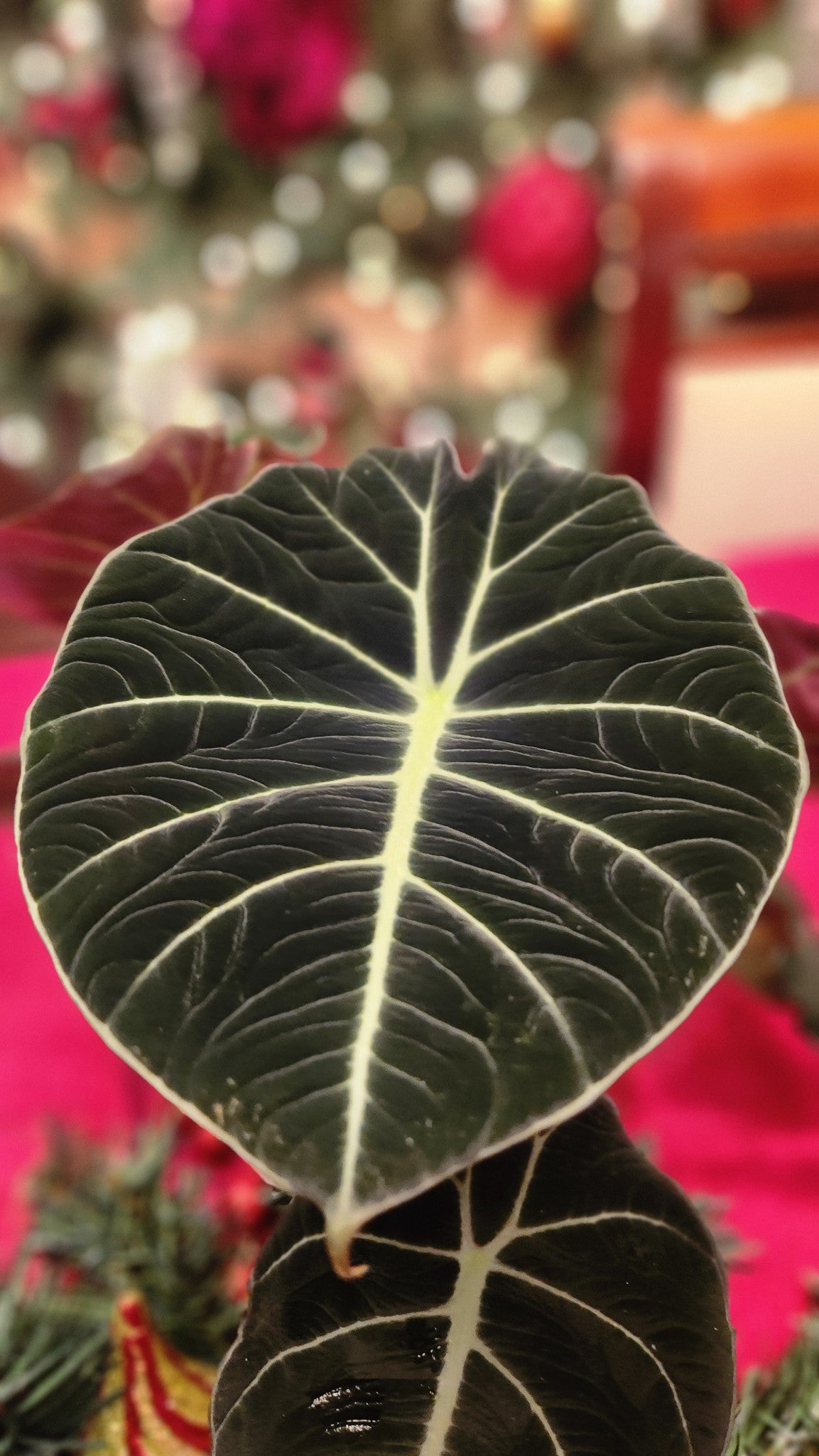 Alocasia Maharani