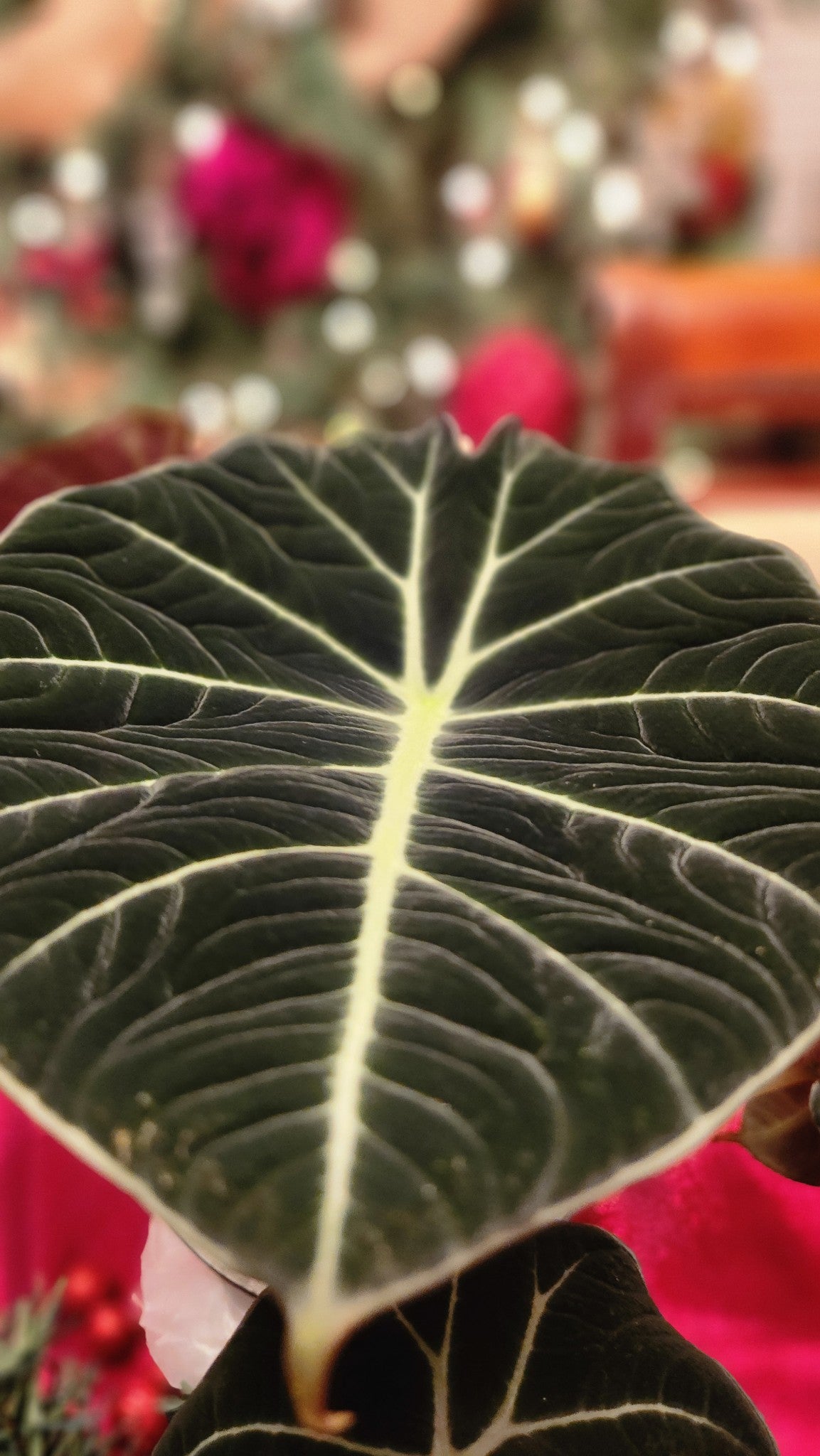 Alocasia Maharani