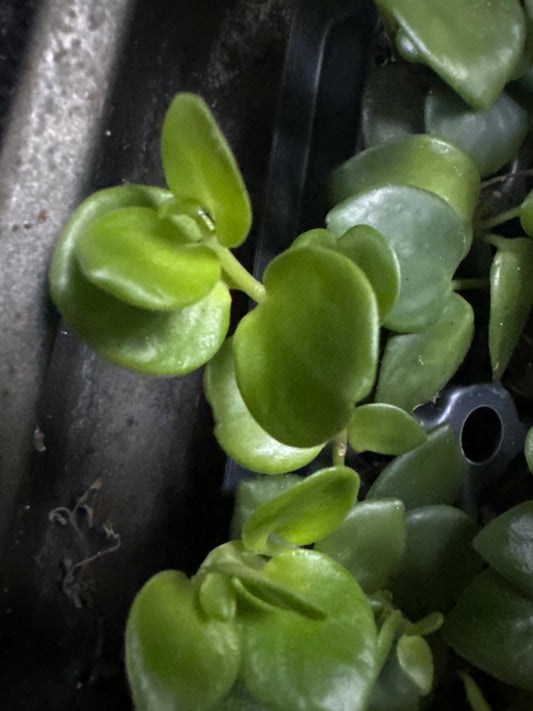 Peperomia 'Raindrop' (Peperomia Polybotrya)