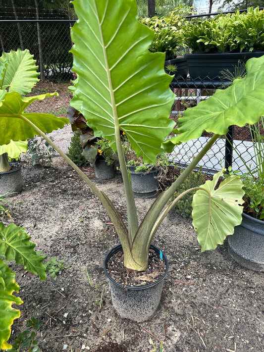 Alocasia 'Portora' - Tropical Majesty**