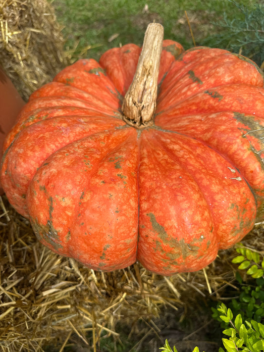 Large pumpkins