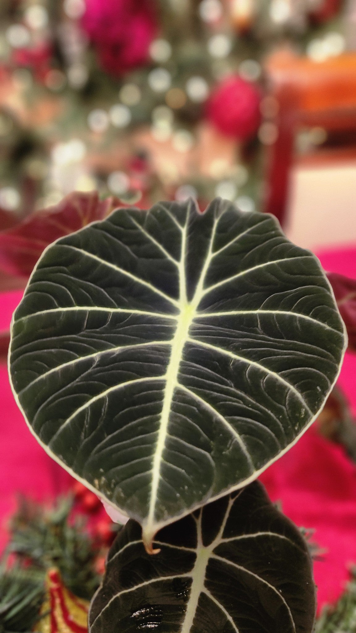 Alocasia Maharani